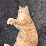 眠りネコの画像