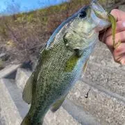 チキンタツタ