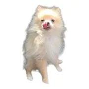 しげの画像