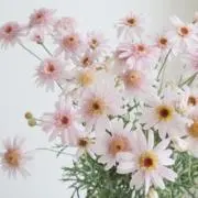 こまめの画像