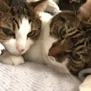 にゃんこ