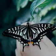 こてっちゃん