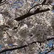 はなはな