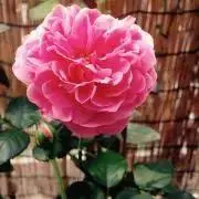Image of ピヨ