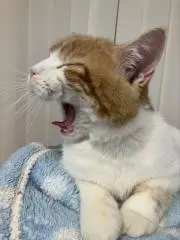 まーしー