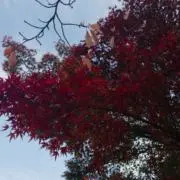 Yume ちゃんの画像