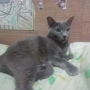 くまさんの画像