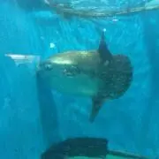 たつ巻