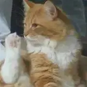 ハピメの画像