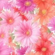 かーこ