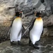 花音の画像