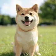 しばの画像