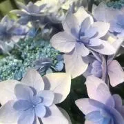 ふらわー