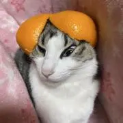 リリーの画像