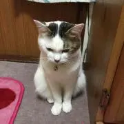 みえこ