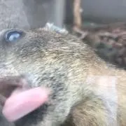 はく