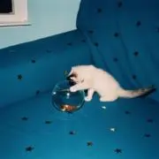 もちこの画像