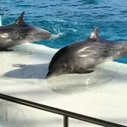 激安♬ 雑貨ショップ　mana mamaの画像