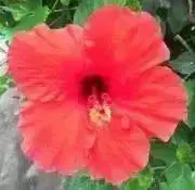 Image of chi_ka