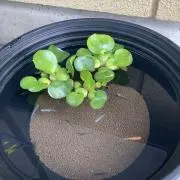 ちゃーこ