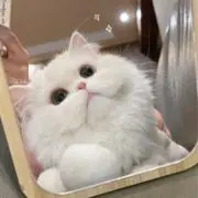 pino☁の画像