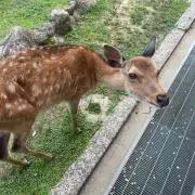 阿部ちゃん