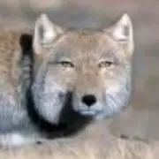 たぬきのおじさん