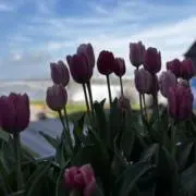 みおの画像