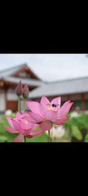 くりちゃん