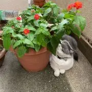 モナリザ