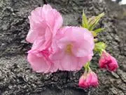 ナイル