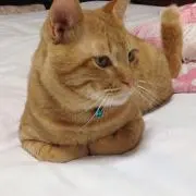 あーたんの画像