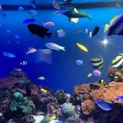 りろりろの画像