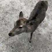 NOR KTZの画像
