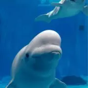 たかはし