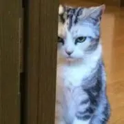 ねこ
