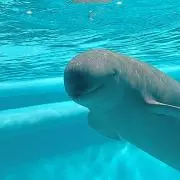 しおちゃの画像