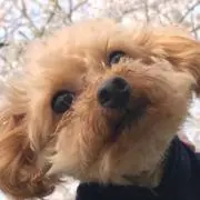 まろコロの画像