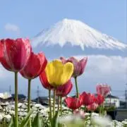 saori*.゜の画像