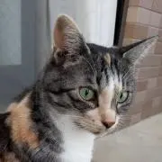 にゃんこ