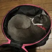 マフタビジジの画像