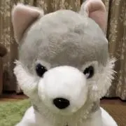 ぽんぽこの画像