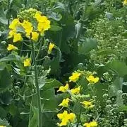 ちゃこの画像