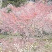 ニシの画像