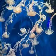 アドベンチャータイム 画集 タイトルカードシーズン1.2 - メルカリ