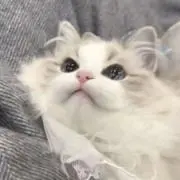 あの画像