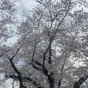 Hikariの画像