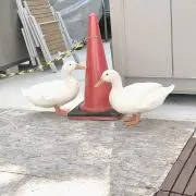 よもぎもちの画像