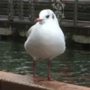 ゆづきの画像