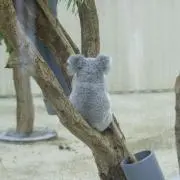 こあらの画像